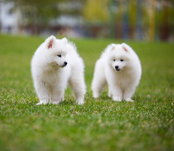 追加メッセージ: 犬の長寿の秘薬は、人間の長寿の秘薬にはまだまだ遠いのでしょうか?