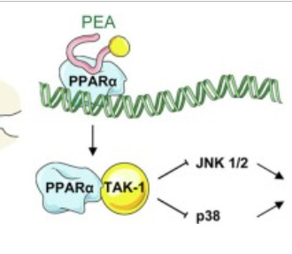 パルミトイルエタノールアミド（PEA、CAS 544-31-0）は、ウサギの斜視手術後の術後癒着に対する新しい治療法となる可能性があります。