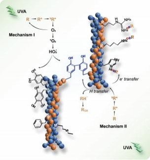 UVA/リボフラビンコラーゲン架橋解析:A 生物医学材料の改善への道筋